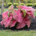 Pink Hosta Plant Seeds. 