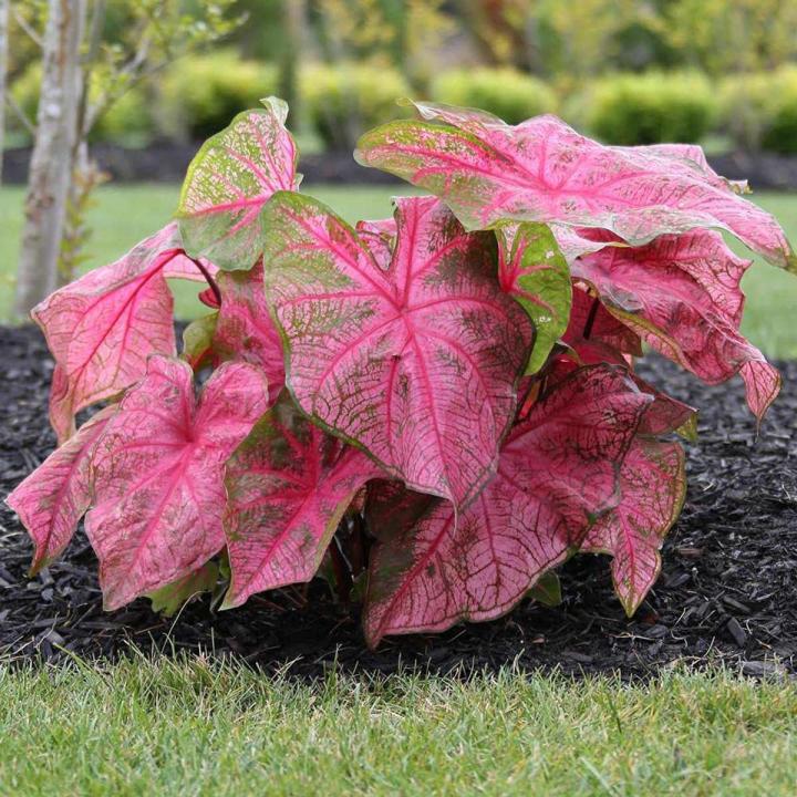 Pink Hosta Plant Seeds