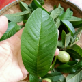Premium Organic Dried Guava Leaves Tea-20gm. 