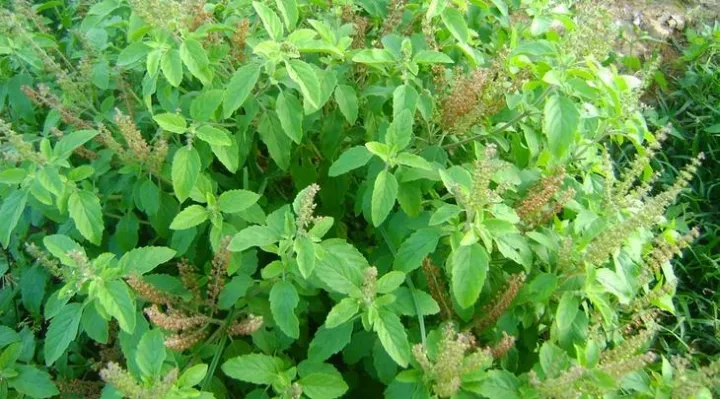 tulsi%20leaves%20,%20organic%20tulsi%20leaves%20in%20pakistan%2020g%20-%20Image%203