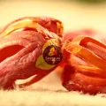 Premium Organic Mace (Sabat Jawitri) – 100% Pure Whole Javitri – 23g (Hand-Selected & Filtered). 