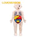 Diy Human Organ Model Interactive Human Body Model Kit Educational Diy Toy with 11 Analysis Cards Ideal for Students Accessories Included Hands-on Anatomy Learning Kit. 