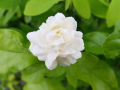 Jasmine Live Plant. 