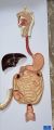 Human Digestive System Model - Liver Stomach Large Intestine Model Open Organ Model Coronal Section Model | Digestive Teaching Model. 