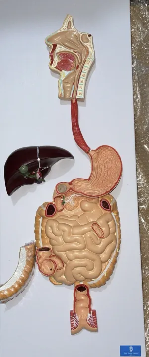 Human%20Digestive%20System%20Model%20-%20Liver%20Stomach%20Large%20Intestine%20Model%20Open%20Organ%20Model%20Coronal%20Section%20Model%20%7C%20Digestive%20Teaching%20Model%20-%20Image%202