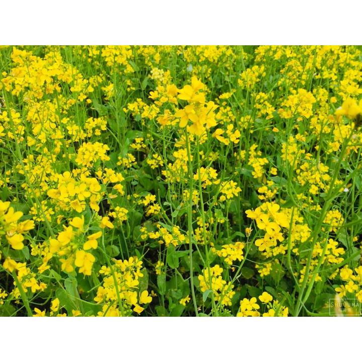 Mustard Seeds (Sarson) 100% Pure Seeds For Kitchen Gardening