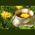 Dandelions organic Seeds Taraxacum. 