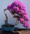 Japanese Lilac Seeds (Extremely Fragrant). 