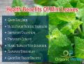 Mint Leaves Powder (Pudina)100% Organic 100gm. 