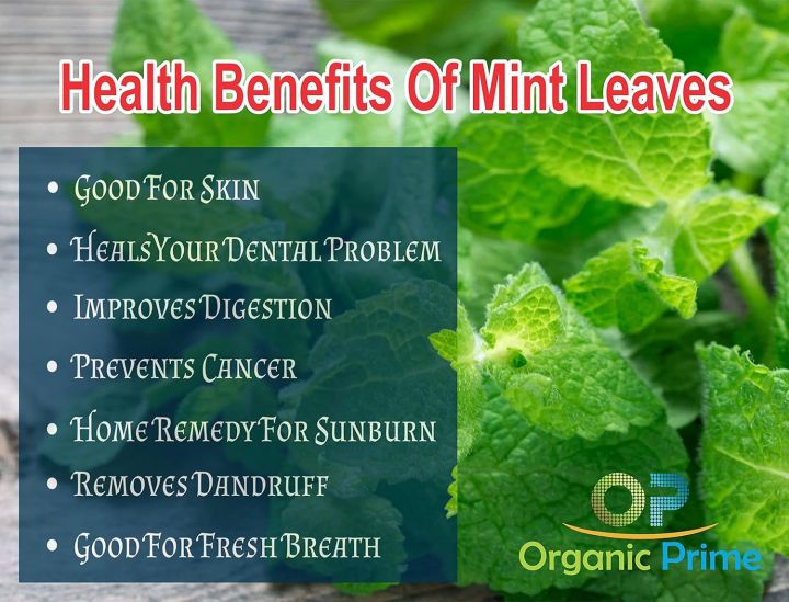 Mint%20Leaves%20Powder%20(Pudina)100%25%20Organic%20100gm%20-%20Image%204
