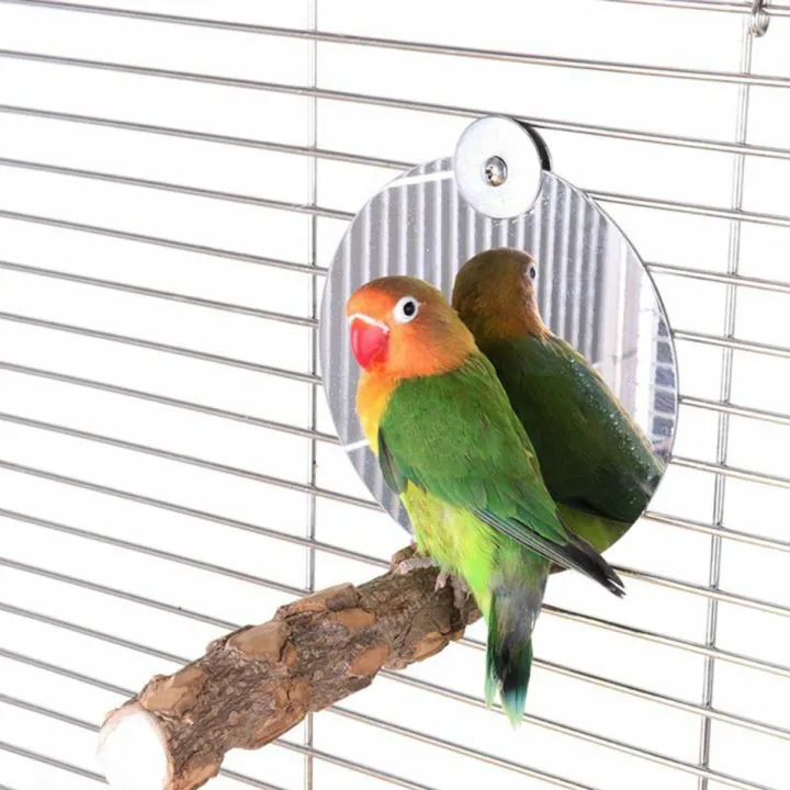 Photo inspiration: Visual Reference: Uk Bird Toys Stainless Steel Bird Parrot Mirror With Attached