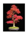 Canadian Colorful Maple Tree Seeds. 