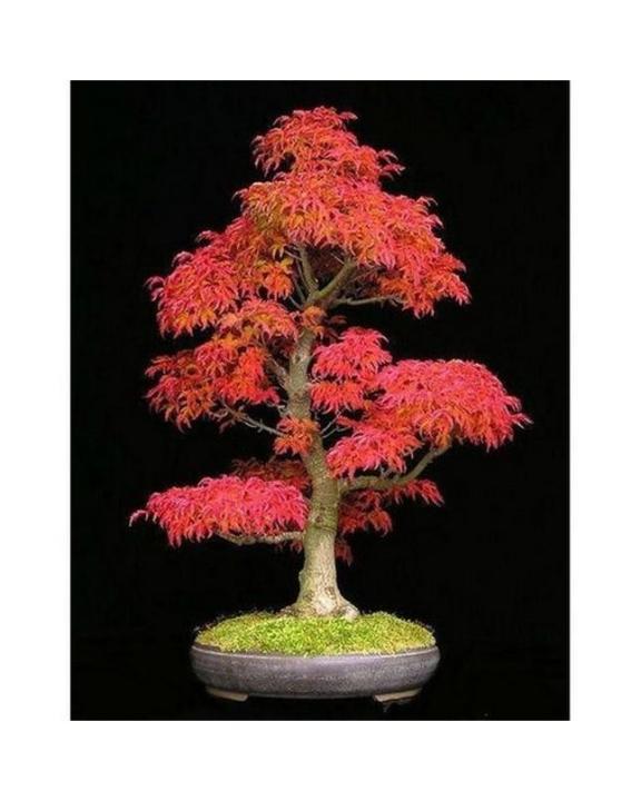 Canadian Colorful Maple Tree Seeds