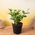 Jasminum Sambac, Motia, Arabian Jasmine - Plant (Best for Seed, Home and Garden). 