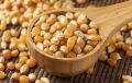 Pramix Popcorn Kernel Seeds / Makka / Makai Pain Popcorn  (1 kg ). 