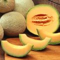 Honeydew Melon ( Kharbooza ) Seeds Best for Home Kitchen Gardening. 