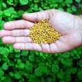 Fenugreek Seeds(Methi Ke Beej)(میتھی کے بیج)Desi/Germinated/Best Quality/Fast growing/Excellent Germination/High Quality/Healthy Vegetable Seeds/Vegetable/Home/Kitchen/Gardening seeds/beej/Vegetables Seeds Packet. 