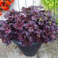 Black Dragon Coleus Plant Seeds. 