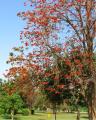 10 Gul E Nishtar - Erytherina Subrosa Bonsai Tree Seeds. 