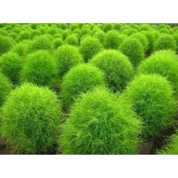 Kochia seeds best gardening shop