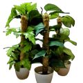 Breezy Tall Fiddle Leaf Fig Tree in Pot - Decorative Indoor Plant. 