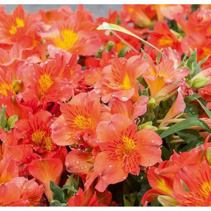 Princess Amina Peruvian Lily Flower Seeds