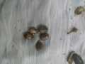 70 Castor oil seeds 100percent germinate for grow caster plant Eranda ( Ricinus communis ), oiling experimentation decoration castor beans garand tree use for many purpose. 