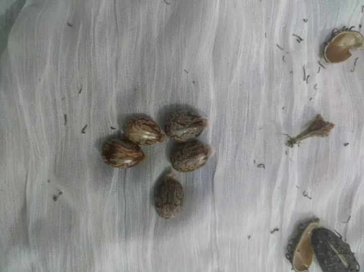 70%20Castor%20oil%20seeds%20100percent%20germinate%20for%20grow%20caster%20plant%20Eranda%20(%20Ricinus%20communis%20),%20oiling%20experimentation%20decoration%20castor%20beans%20garand%20tree%20use%20for%20many%20purpose%20-%20Image%2010
