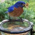 Worms for birds, Dry worm | 100g | pure organic for bird | finches | hens and hamster. 