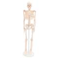 Lab/Medical 85cm Human Body Skeleton Model with Inter vertebral Disc Nerve Laboratory Ornament Anatomy decoration Family. 