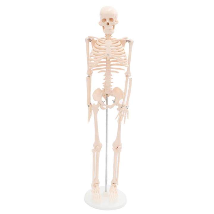 Lab/Medical%2085cm%20Human%20Body%20Skeleton%20Model%20with%20Inter%20vertebral%20Disc%20Nerve%20Laboratory%20Ornament%20Anatomy%20decoration%20Family%20-%20Image%205