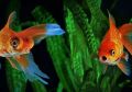 Aquarium Fish Care  Best Medicine For All Fish Disease. 