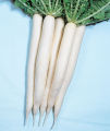 Radish / Moli Fresh Vegetable Seeds - Excellent Germination. 