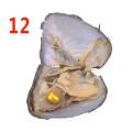 Freshwater Oyster Mussel Shell Beautiful Multicolor 7.5*6.5*1Cm Collection Vacuum Pack Love Wish Pearl Jewelry Accessories. 