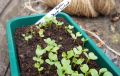Curly Kale Green Seeds for Kitchen Gardening - Leafy Green Kale. 
