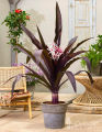 Asiatica Purple Crinum Lily Plant. 