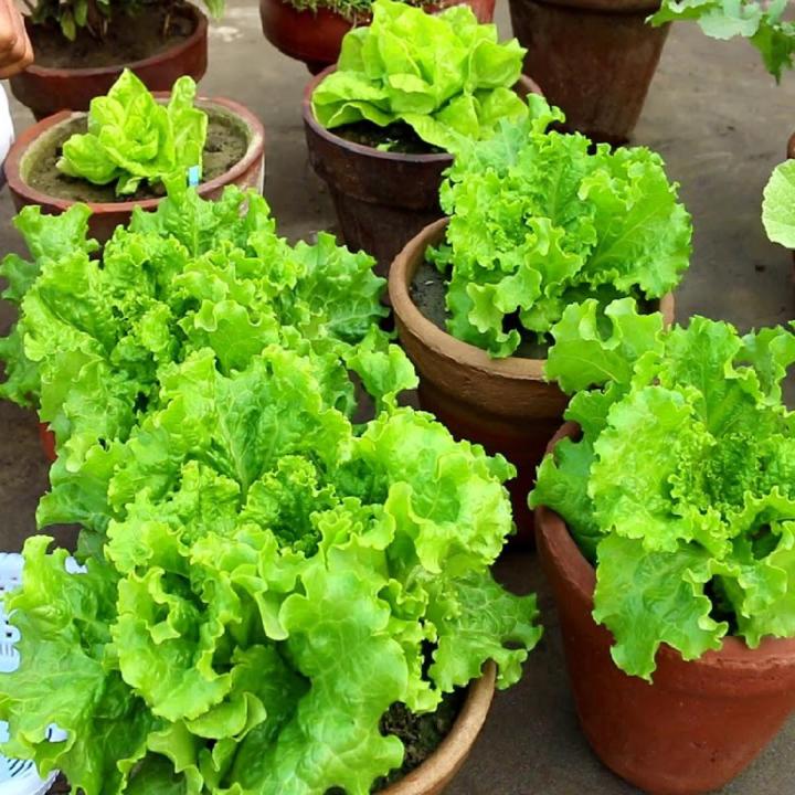 Salad Pata Seeds