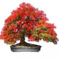 Pack of 10 Gulmohar Tree Seeds (Flame Tree) Bonsai Plant Flower. 