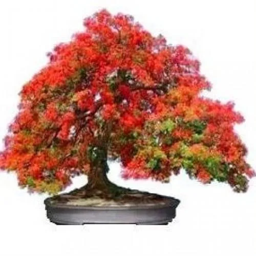 Pack%20of%2010%20Gulmohar%20Tree%20Seeds%20(Flame%20Tree)%20Bonsai%20Plant%20Flower%20-%20Image%204