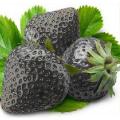 Strawberry Black Fruit Seeds. 