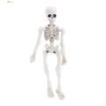 Ethereon Poseable Skeleton Model Spooky Halloween Skeleton Figurine with Movable Joints Perfect Home Office Desktop Decoration for Halloween Skeleton Decoration. 