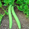 Tar / Kakri (Armenian Cucumber) Seeds - Summer Vegetable Seeds. 