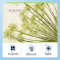 BIOAQUA Anti Wrinkle Anti Aging Brightning Cream Sea Fennel Hyaluronic Acid Moisturizing Face Cream 60g. 