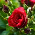 Fresh Rose - by Fragrance Point - Pure Concentrated Attar. 