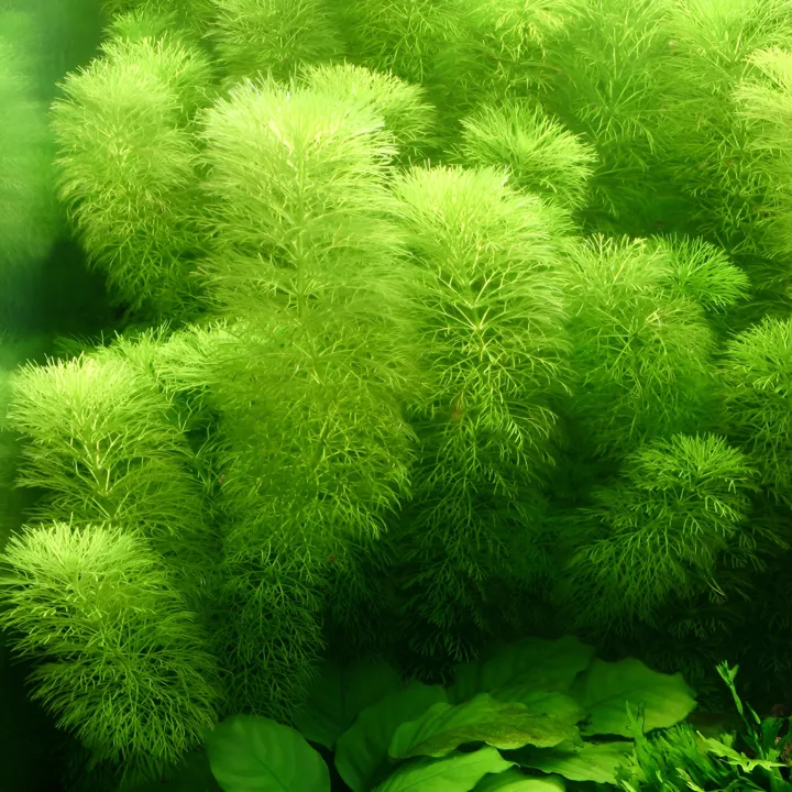 Aqua%20Plant%20World%20-%20limnophila%20sessiliflora%20(Ambulia)%20-%20Live%20Aquatic%20Fast%20Growing%20Plant%20-%204%20Stems%20-%20Image%203