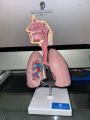 Human Respiratory System Anatomy Model | Teaching Model. 