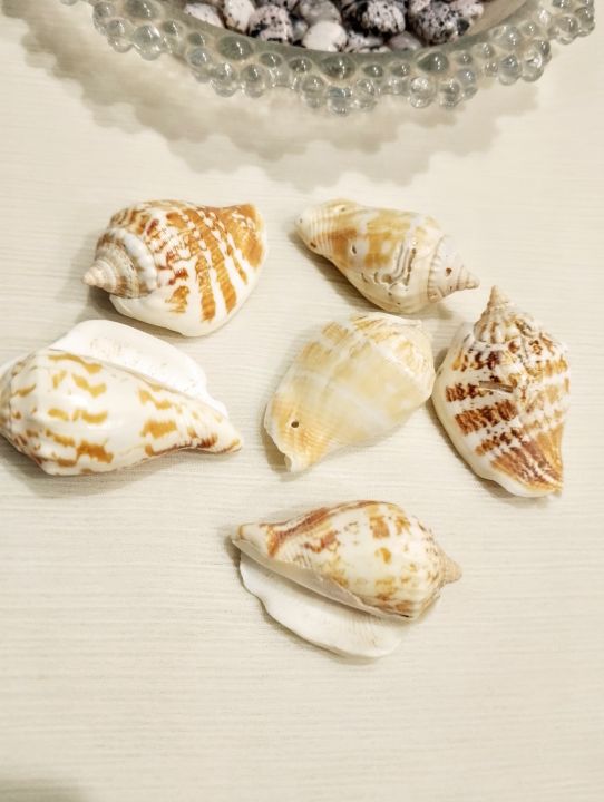 Natural%20Sea%20Shell%20Charms%20from%20Seek%20for%20Style%20%E2%80%93%20Assorted%20Designs%20for%20Jewelry%20&%20Crafts%20(Drilled)%20%7C%20Home%20Decor%20Aquarium%20Decorations%20-%20Image%204