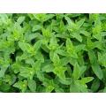 Podina Peppermint Mint Round Leaves Herb Kitchen Gardening Seeds. 