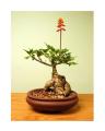 10 Gul E Nishtar - Erytherina Subrosa Bonsai Tree Seeds. 