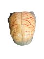 Brain Model. 